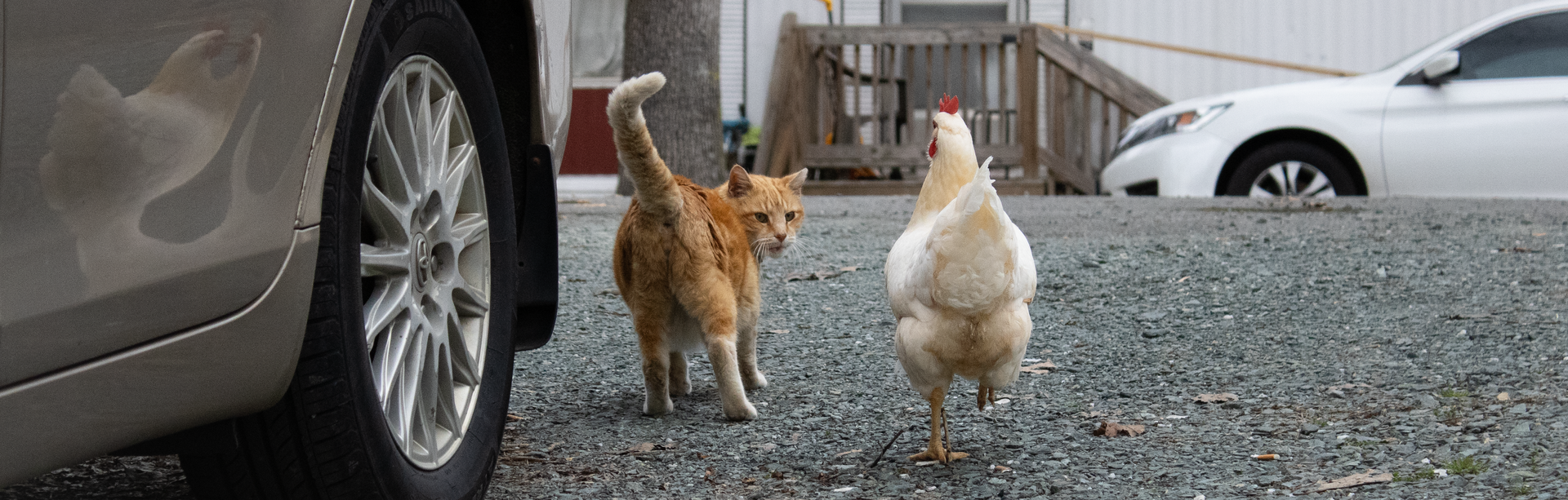 cat and chicken