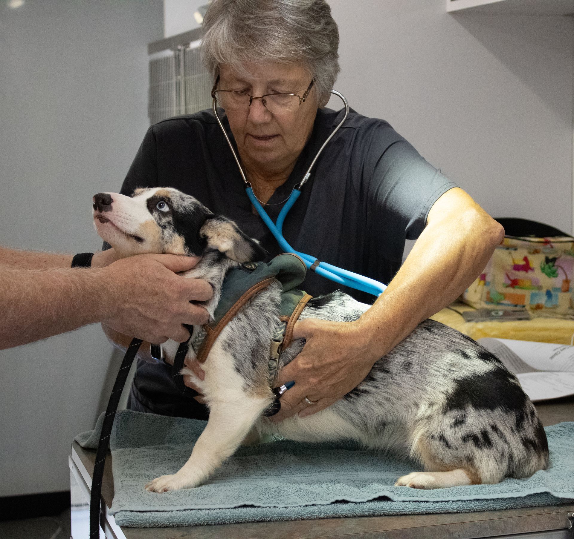 Dog being examined at Compassionate Care Clinic