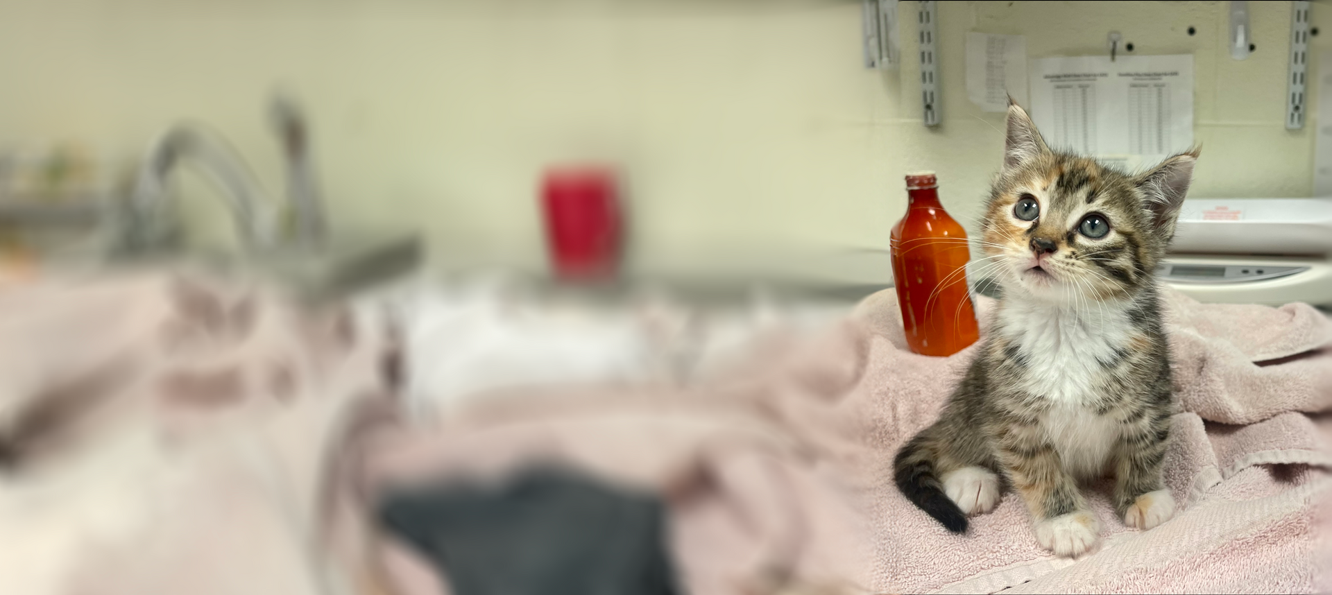 photo of a kitten in the clinic, looking sweetly up at the vet who is standing off camera.