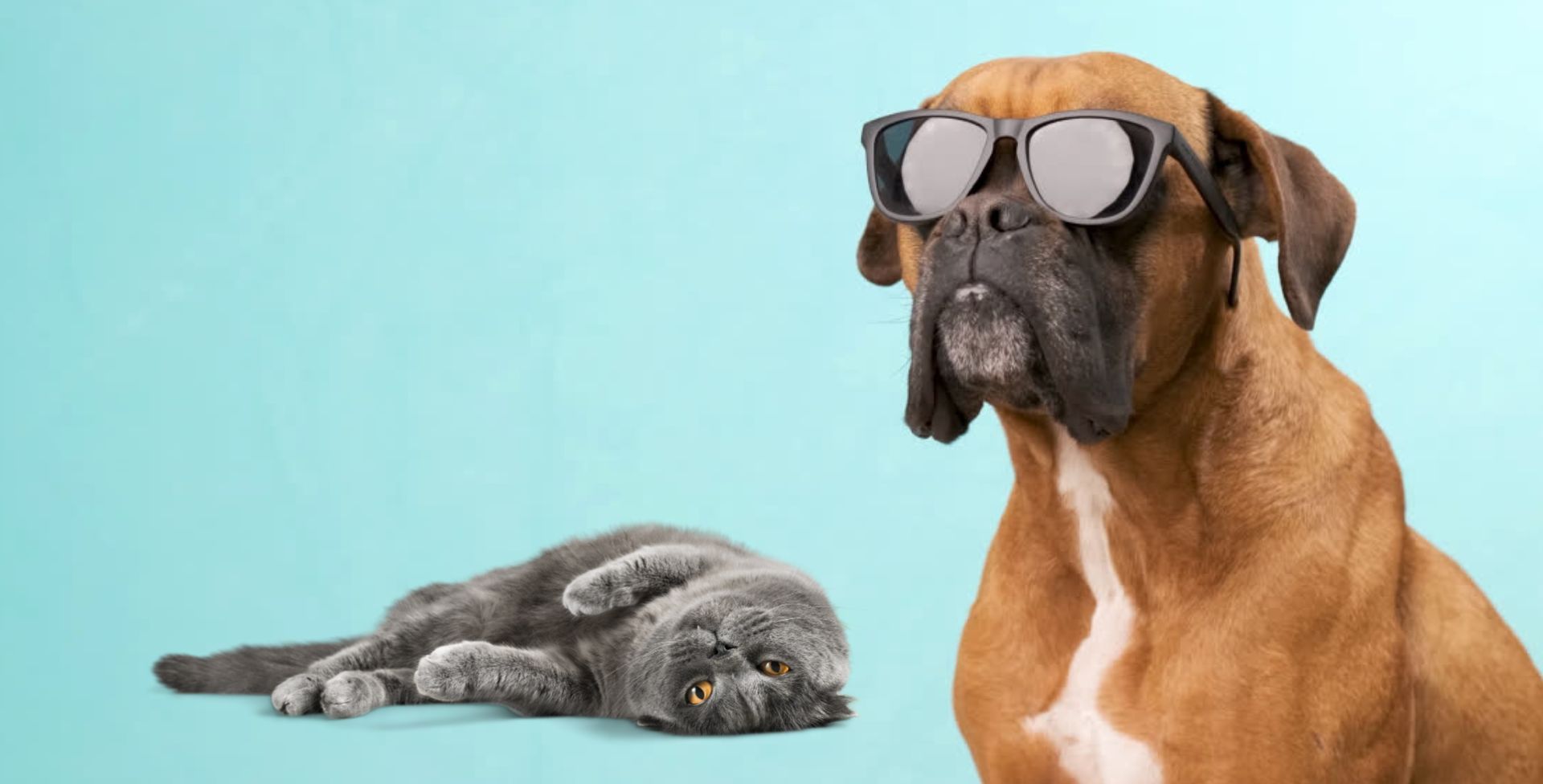 A boxer dog in sunglasses and a gray cat rolling on the ground against a light blue background. 