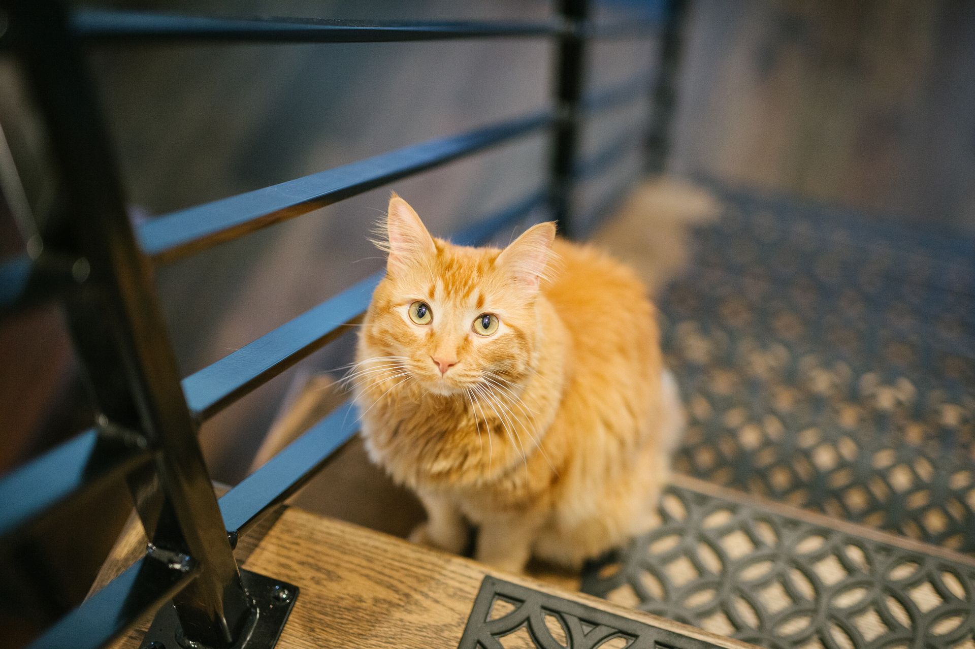 A fluffy orange cat