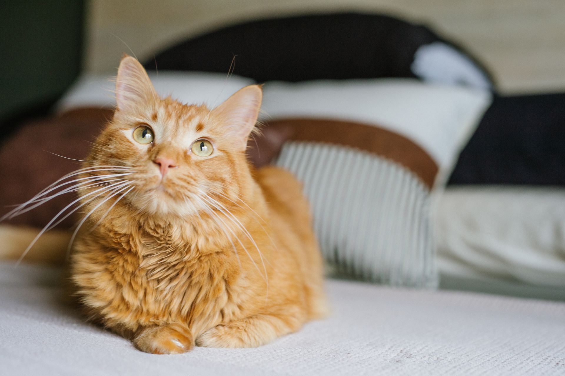 A fluffy orange cat