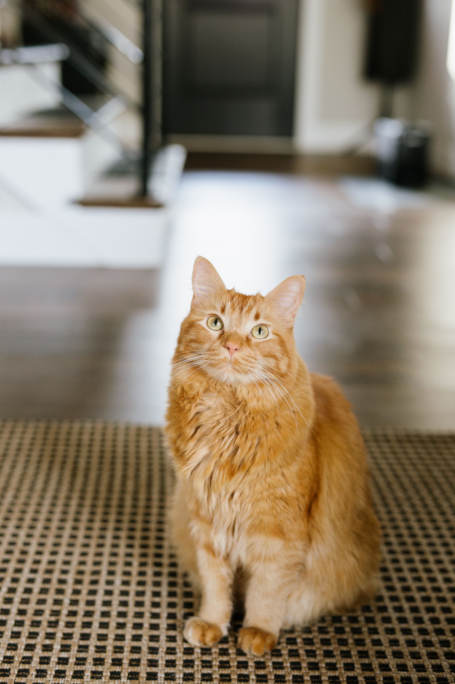 A fluffy orange cat