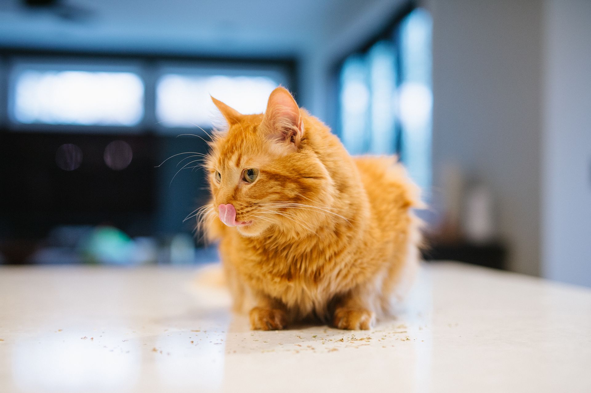 A fluffy orange cat