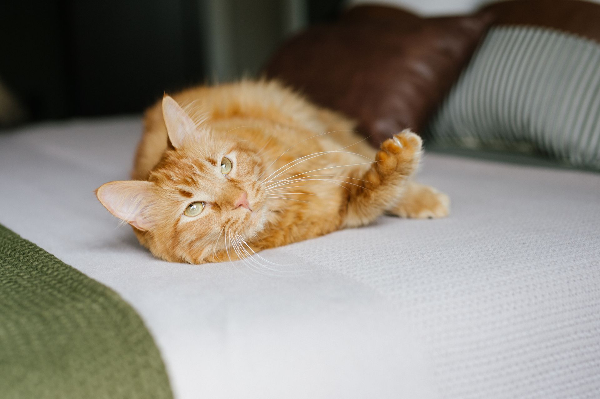 A fluffy orange cat