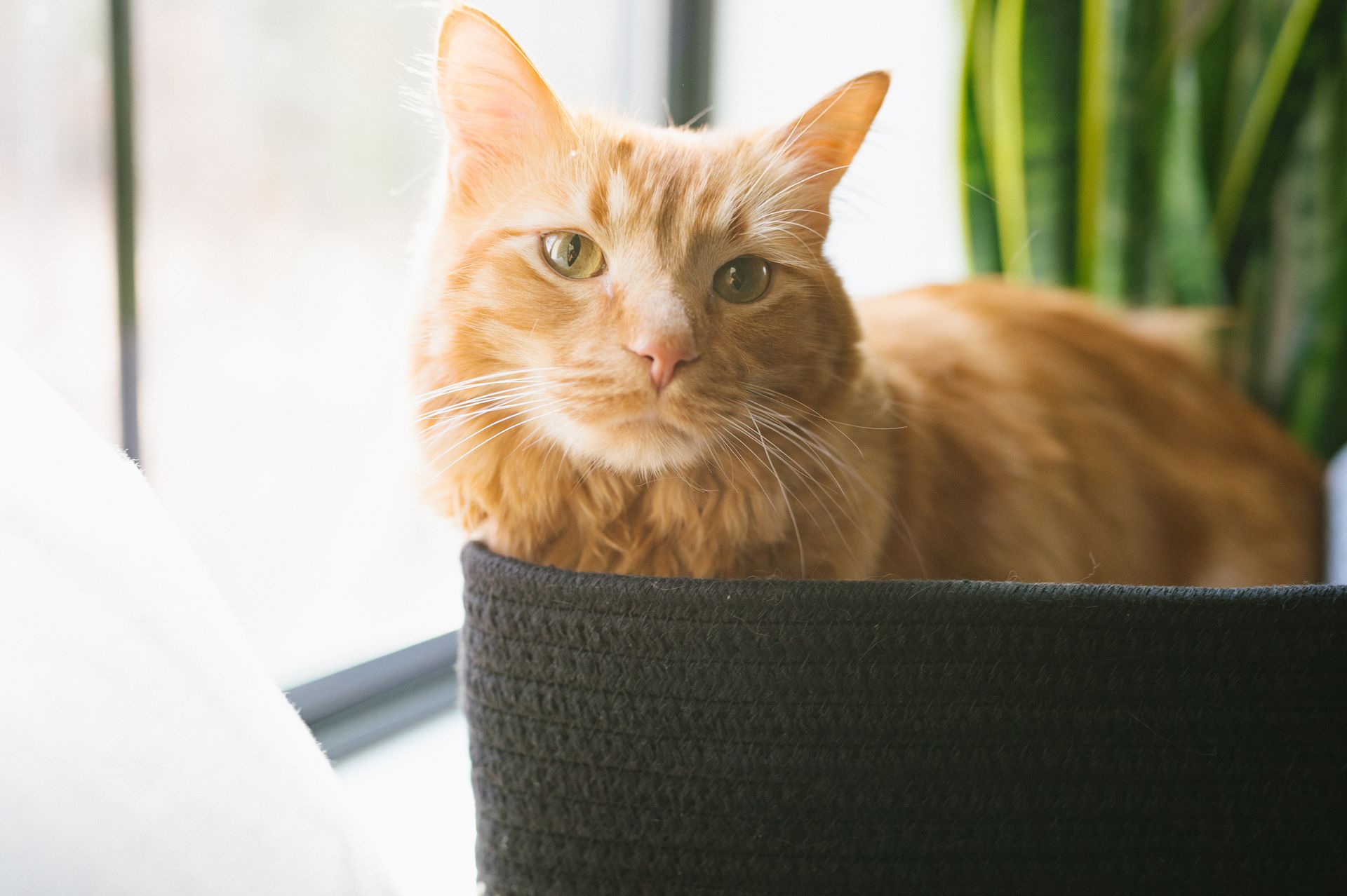 A fluffy orange cat