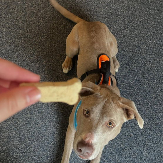 Hand holding milkbone in front of gray pitbull/lab