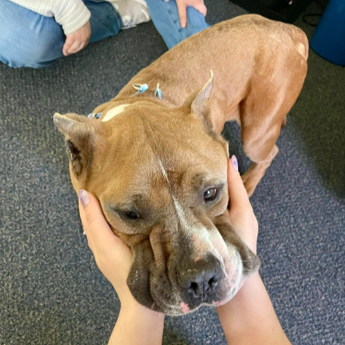 Brown pitbull having his face squished
