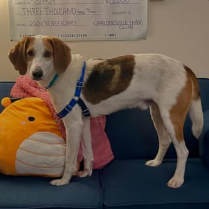 Hound standing on couch