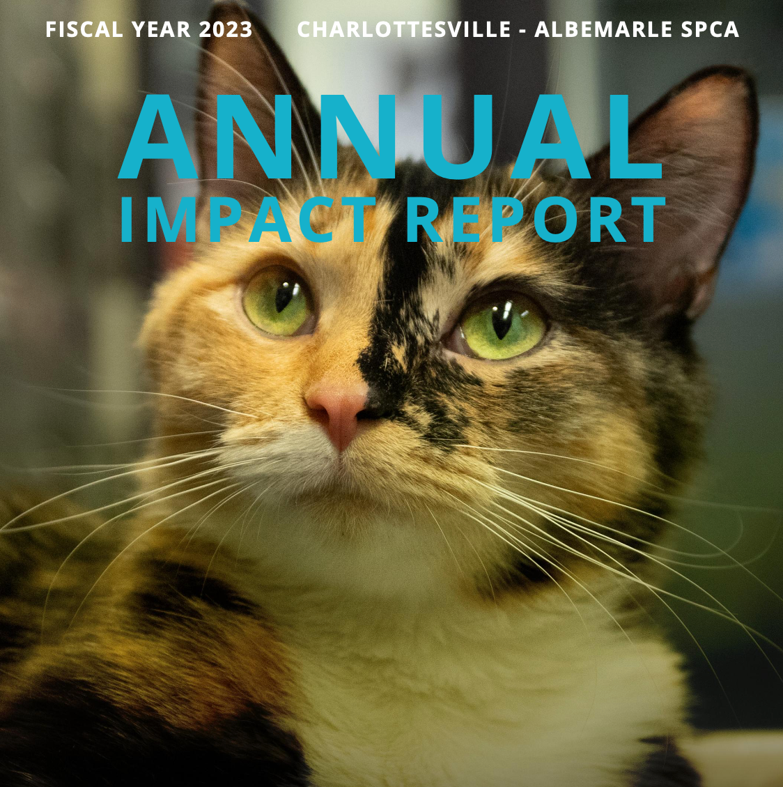 Cover Photo of the 2023 Annual Report, featuring a tortoiseshell cat