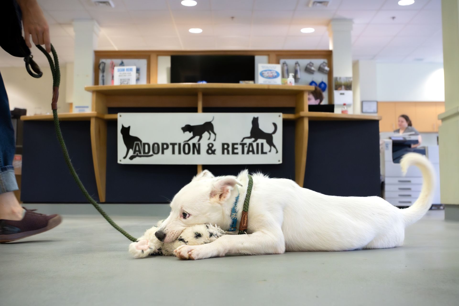 a young white dog on a leash chews on a toy in the SPCA lobby