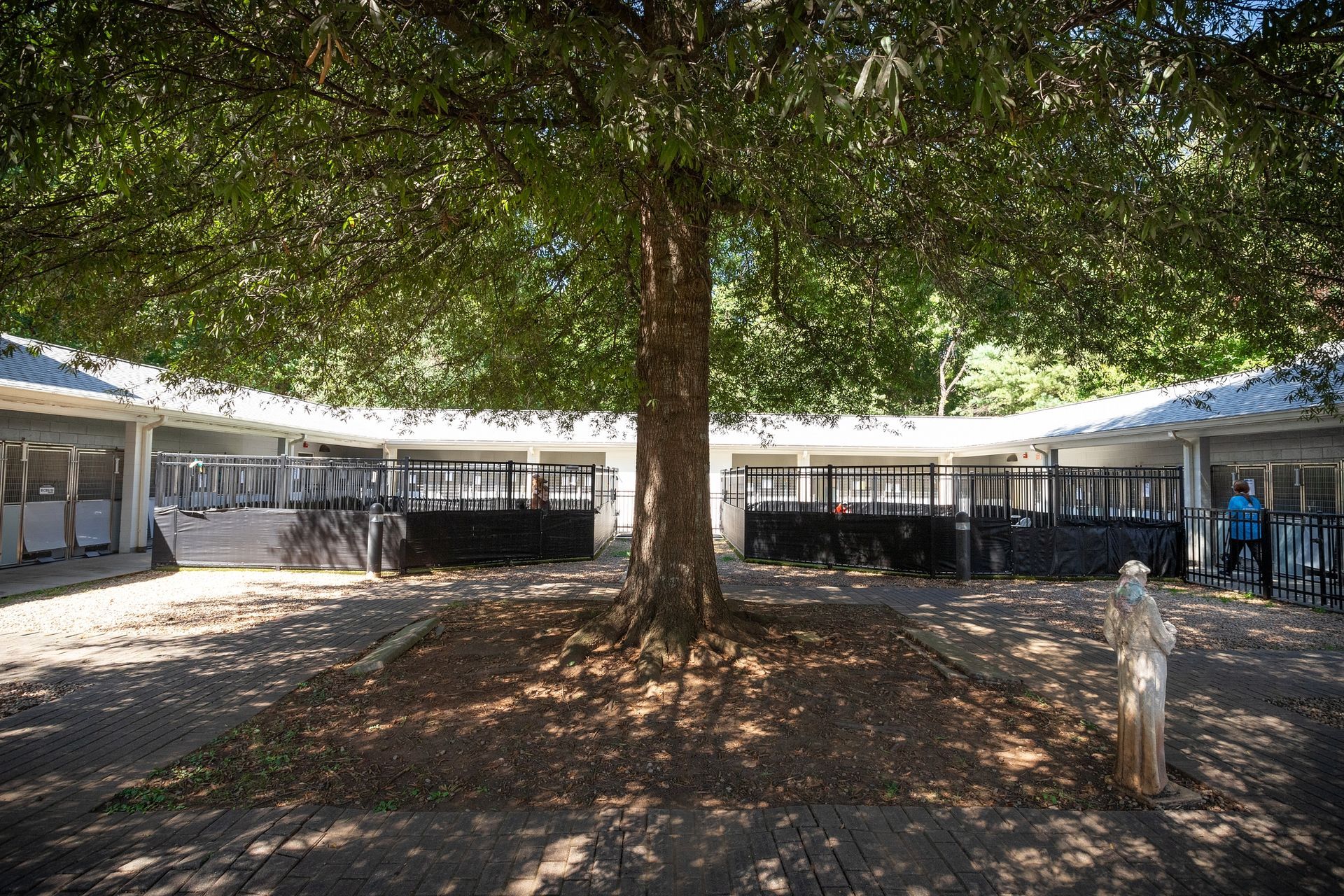 A photo of the SPCA's courtyard, featuring a large tree, dog kennels, and play parks