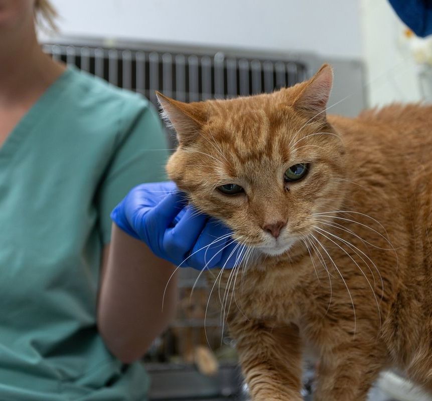 picture of cat being pet by a vet assistant 