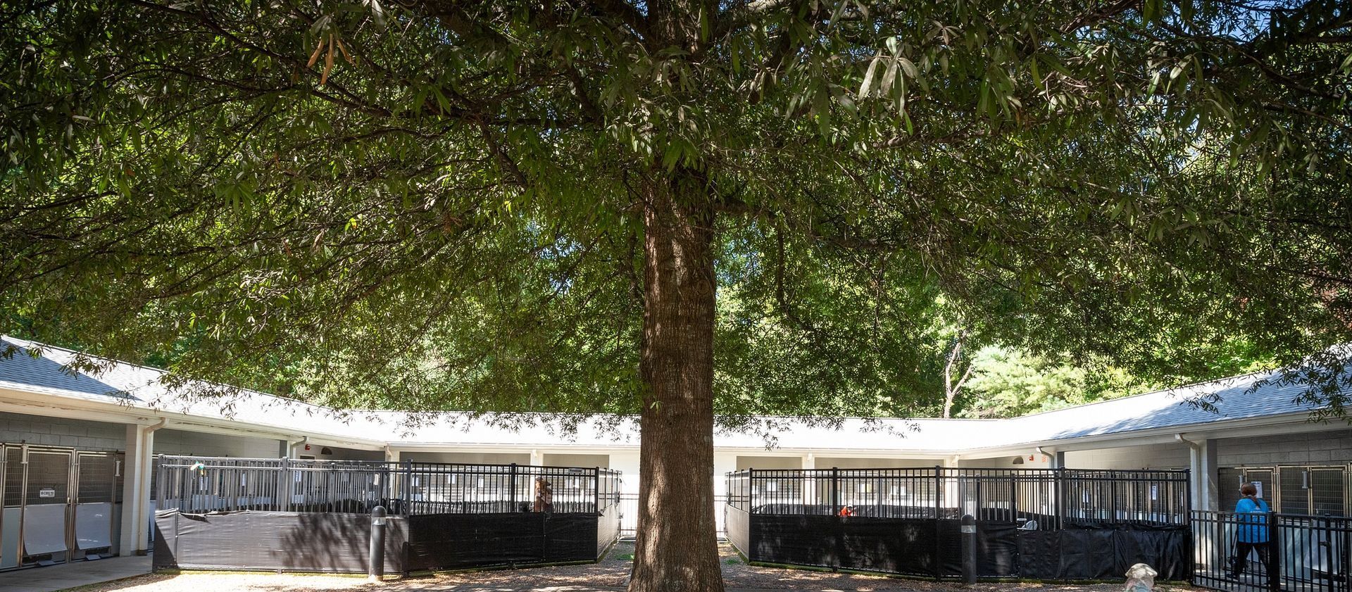 picture of CASPCA courtyard 