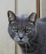 picture of grey cat