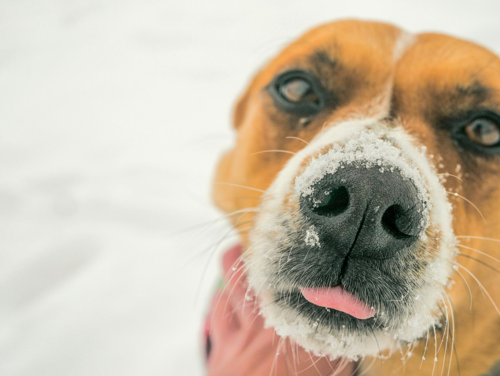 Dog in snow
Photo by Mike Kilcoyne on Unsplash