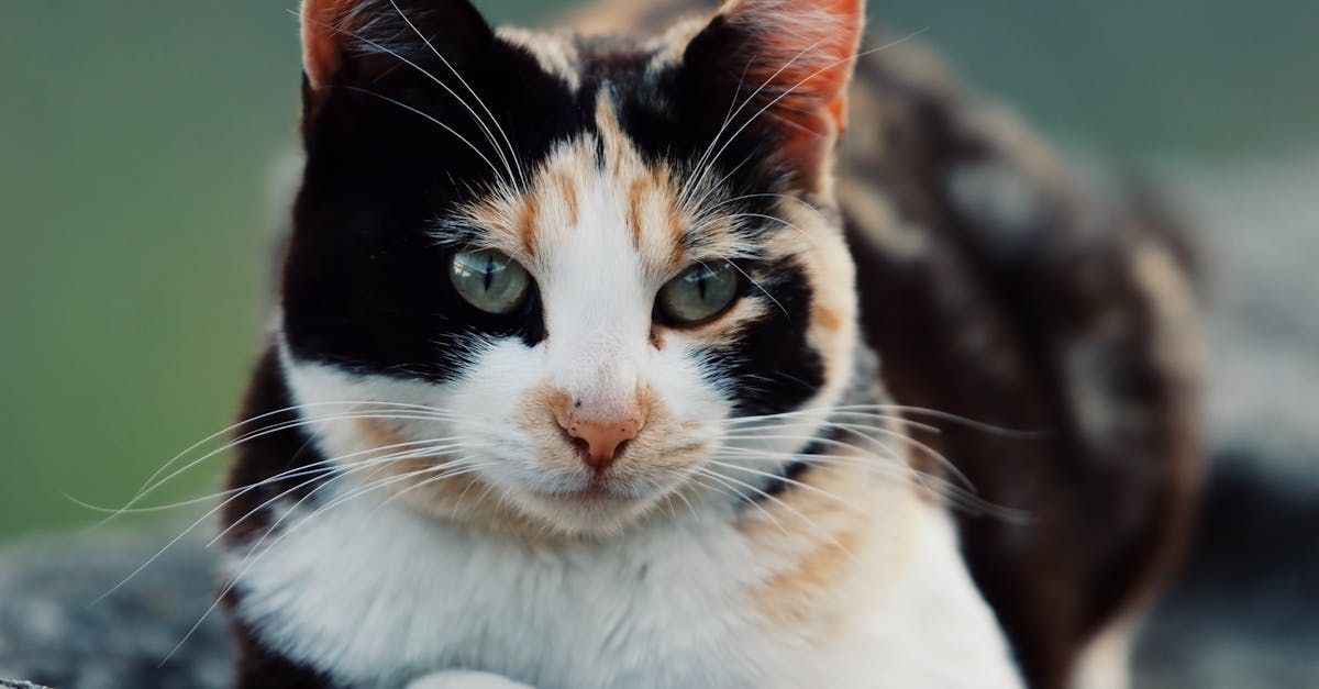 cat with green eyes sitting calmly