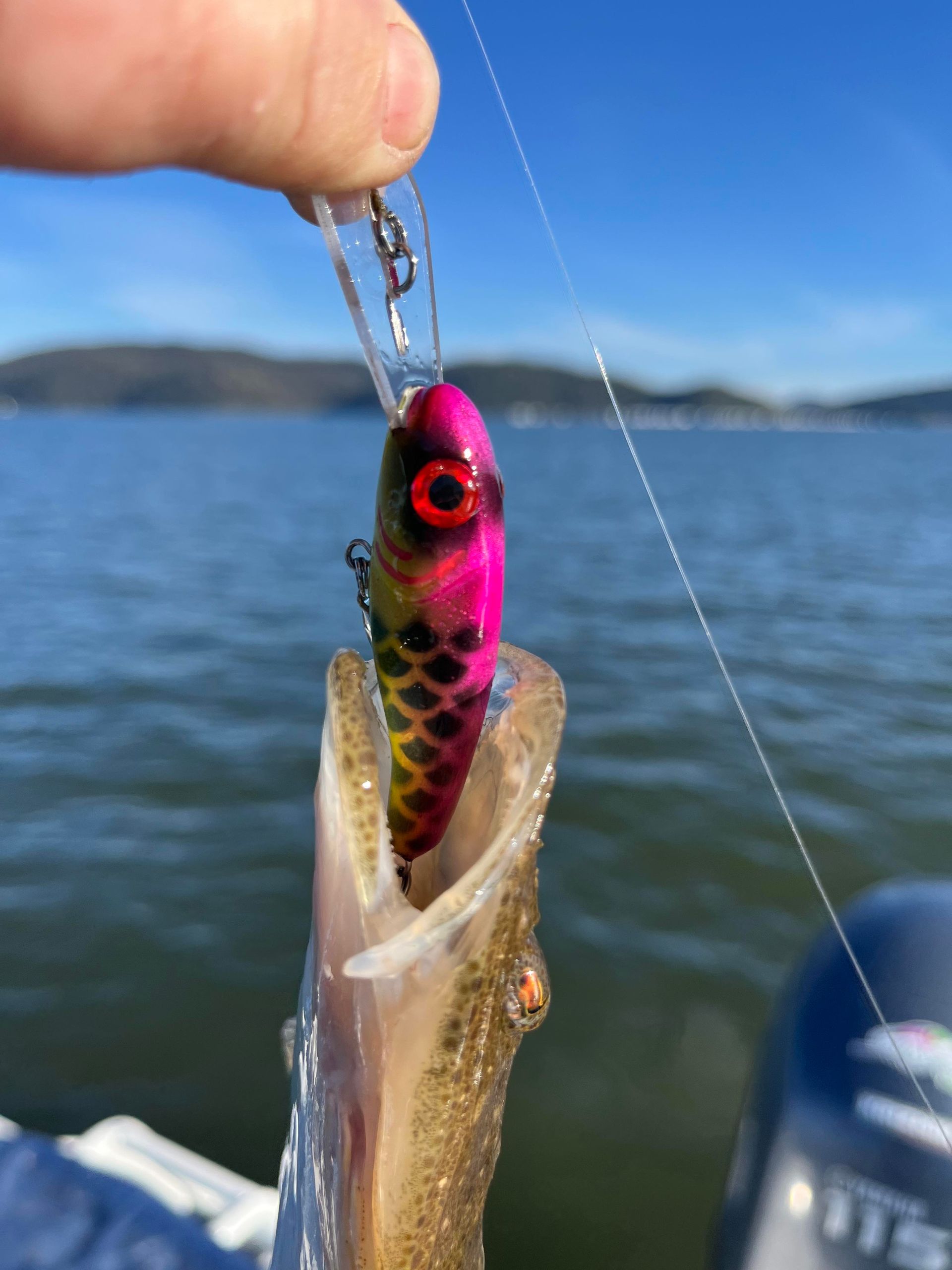 Fish with lure in its mouth, held by fingers, boat and water in background. Lure is pink and black.