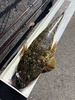 A speckled flathead fish rests on a white measuring board next to fishing rods.