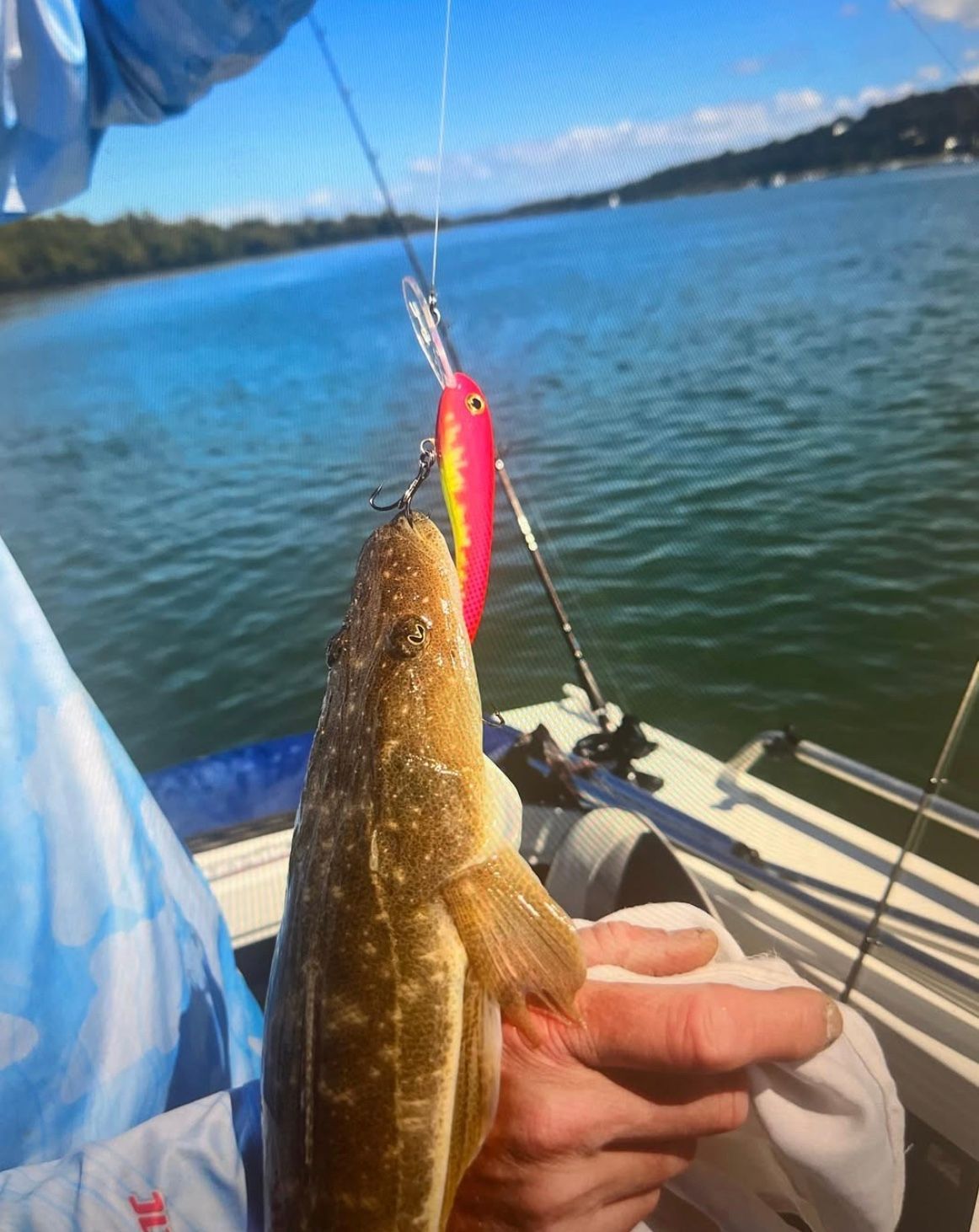 Person holding a flathead fish caught with a pink and yellow lure, boat and water in background.