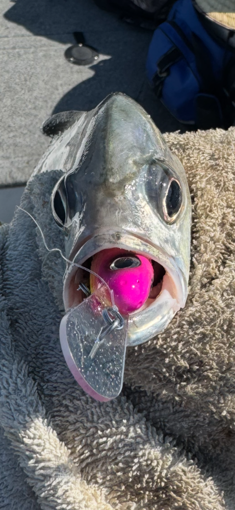 Fish with a pink lure in its mouth. It is lying on a fuzzy beige surface.