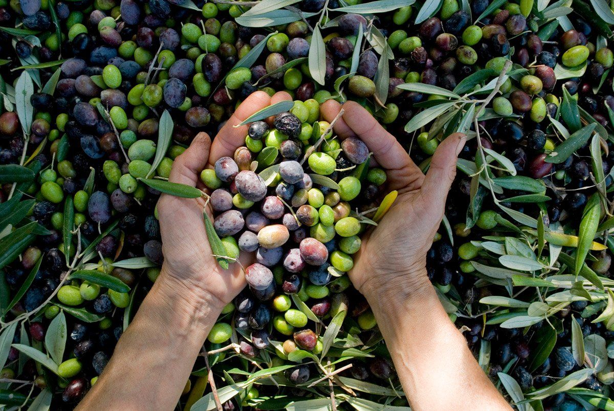 hands with olives