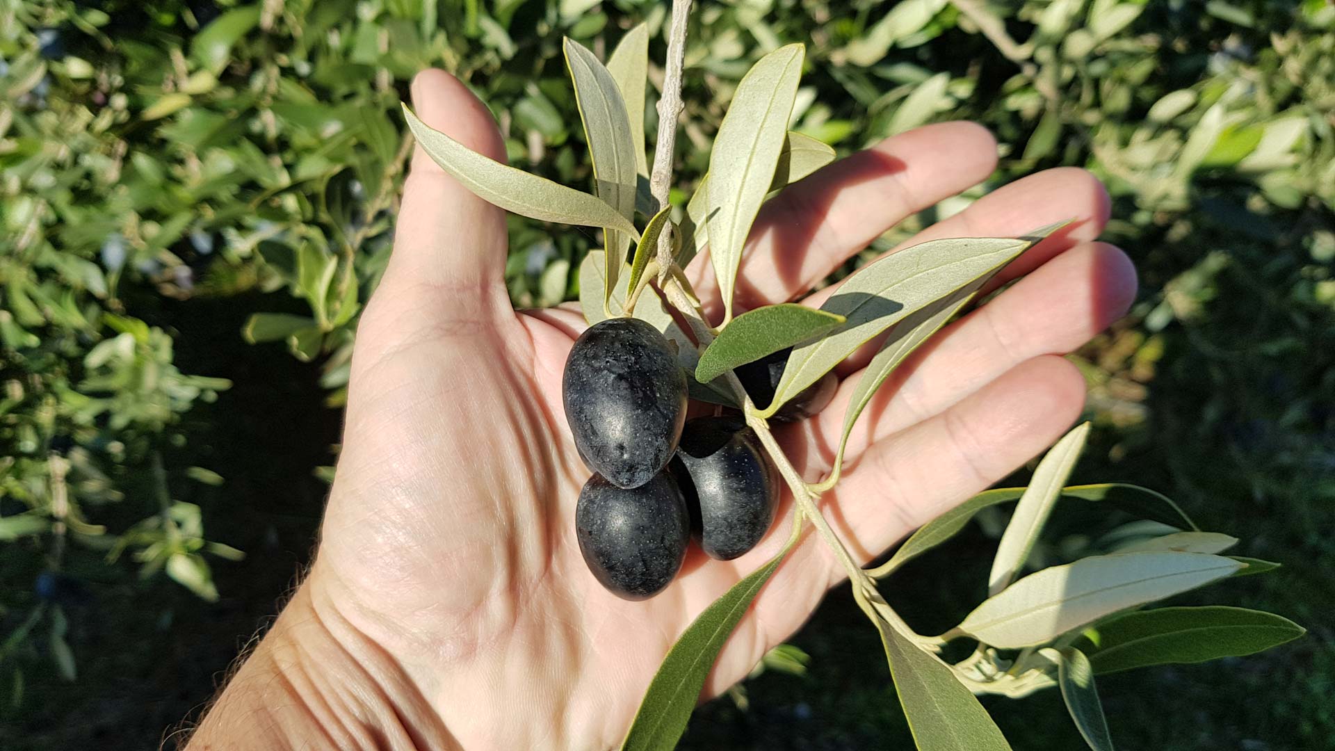 Olives