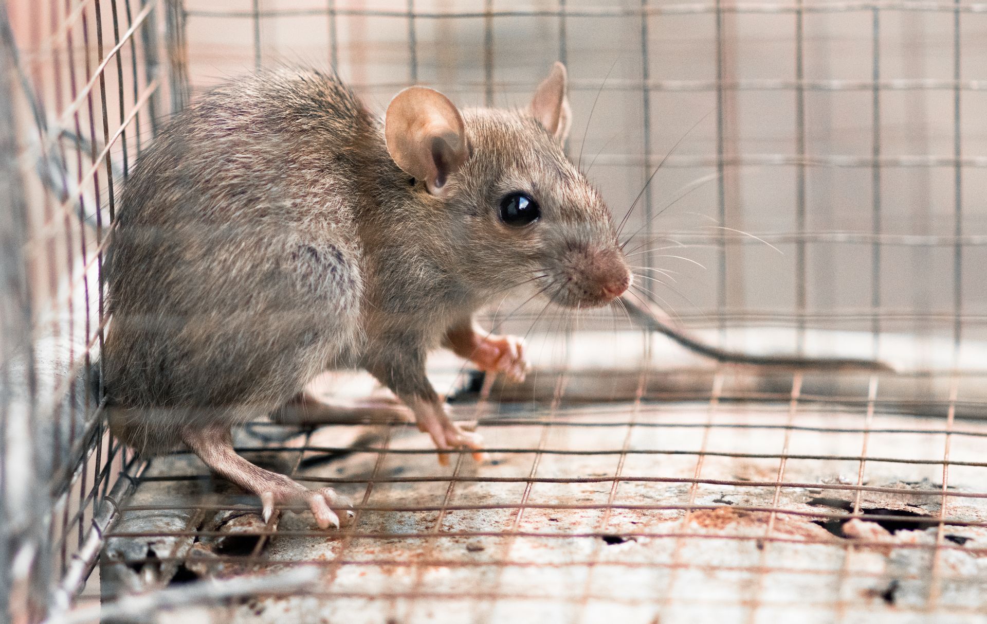 A mouse is sitting in a cage with a long tail.