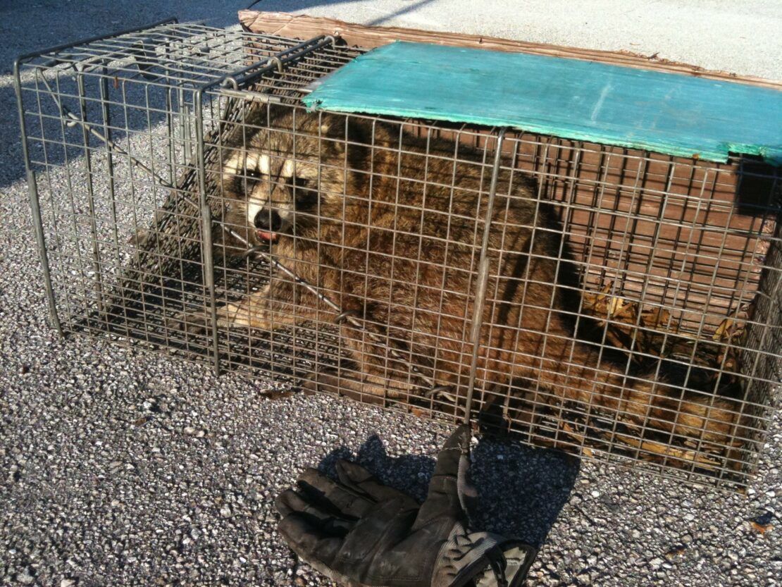 A raccoon is sitting in a cage on the ground next to a pair of gloves.