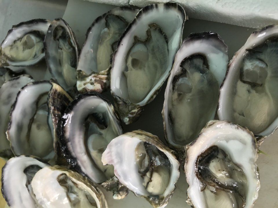 oyster