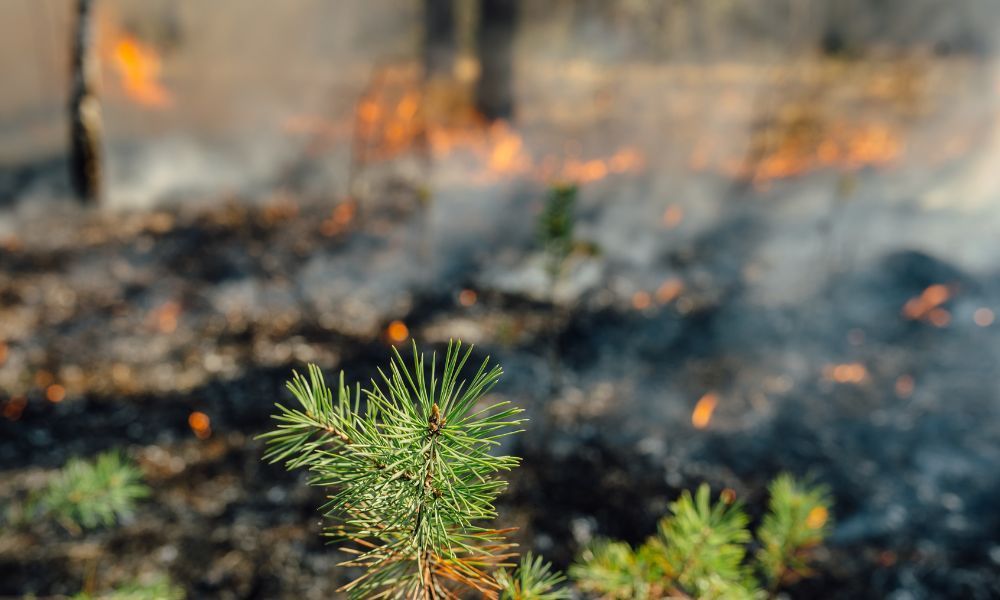 Wildfire Preparedness Guide