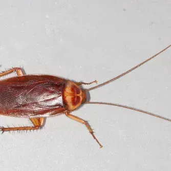 what does a roach look like elizabeth city nc
