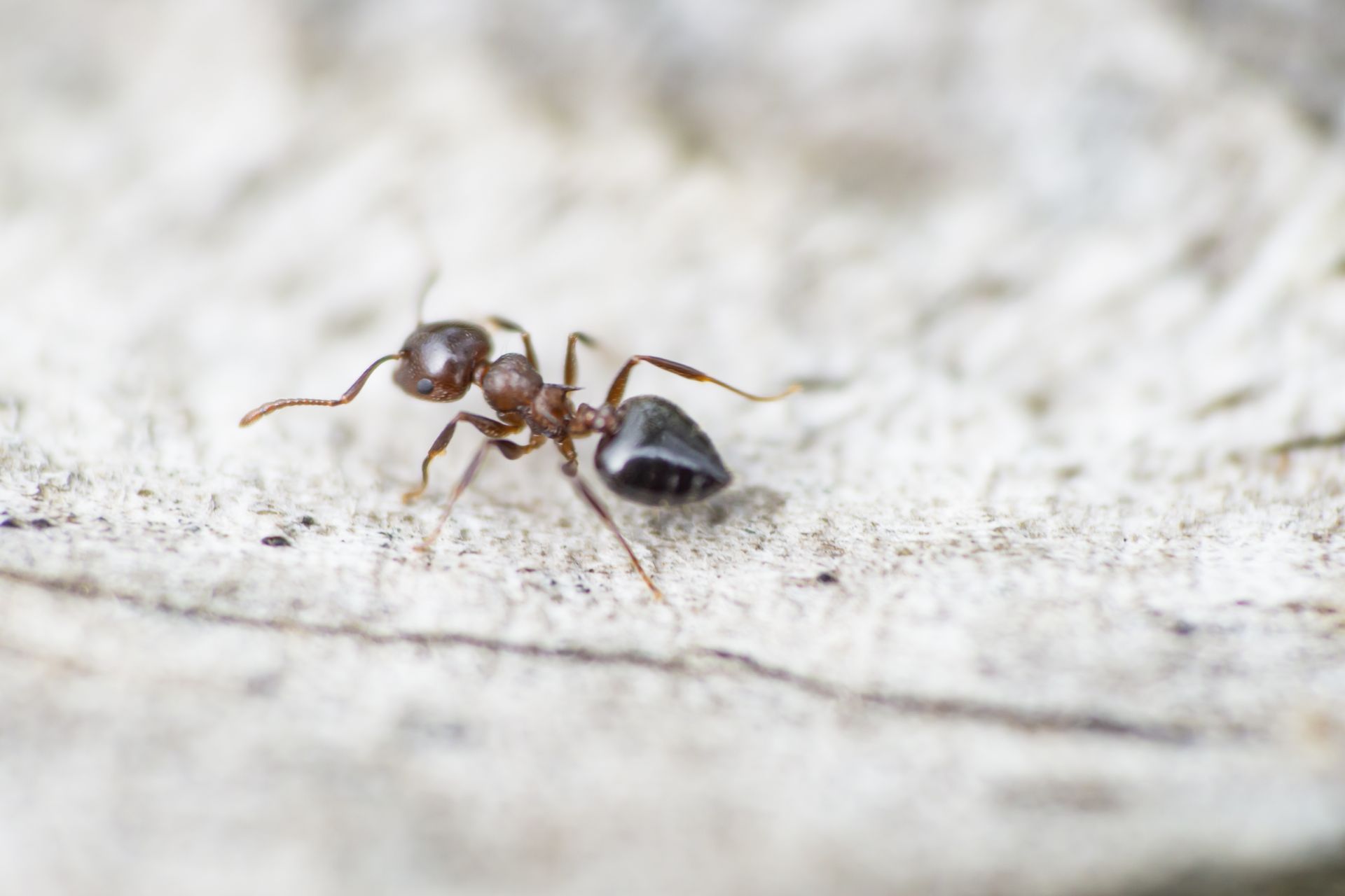 what do Acrobat ants look like