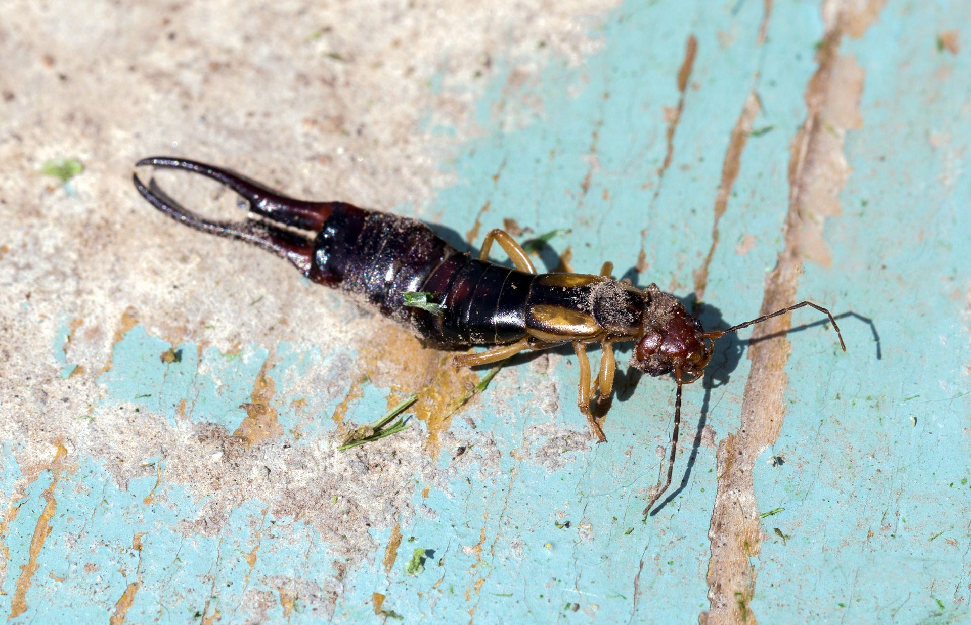 how to get rid of earwigs