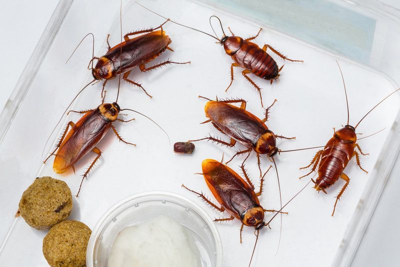 what does american cockroach look like