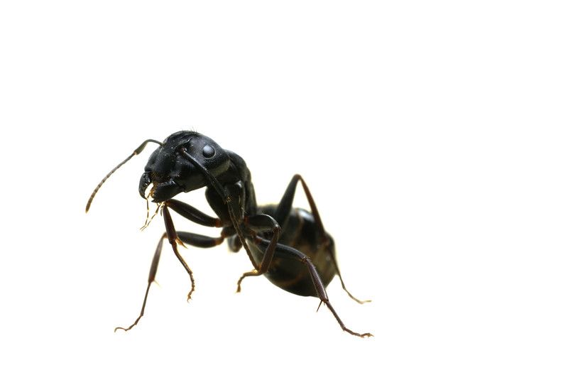 what does a carpenter ant look like