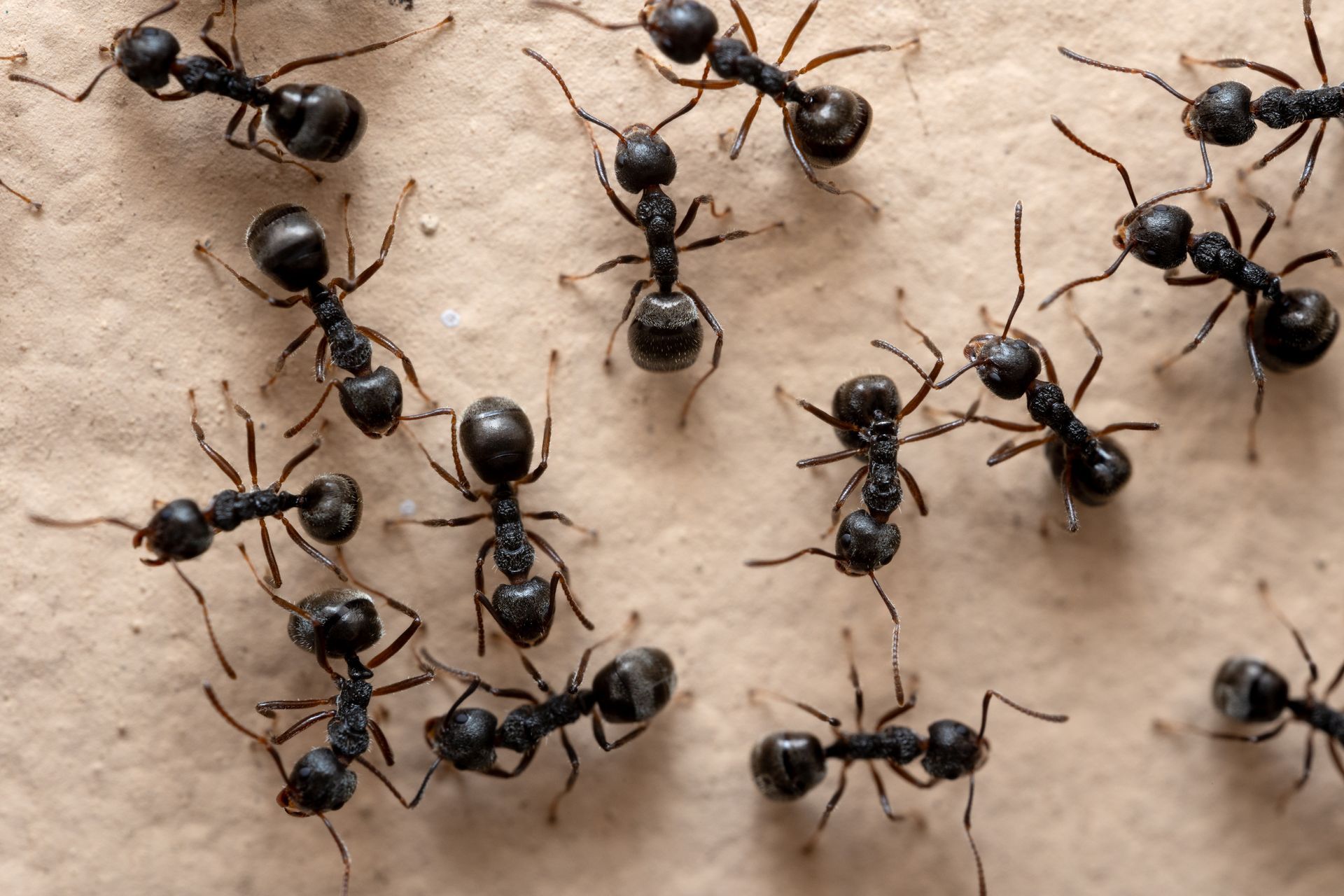 what do little black ants look like