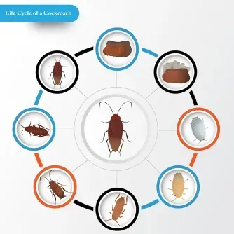 what kind of roach flies