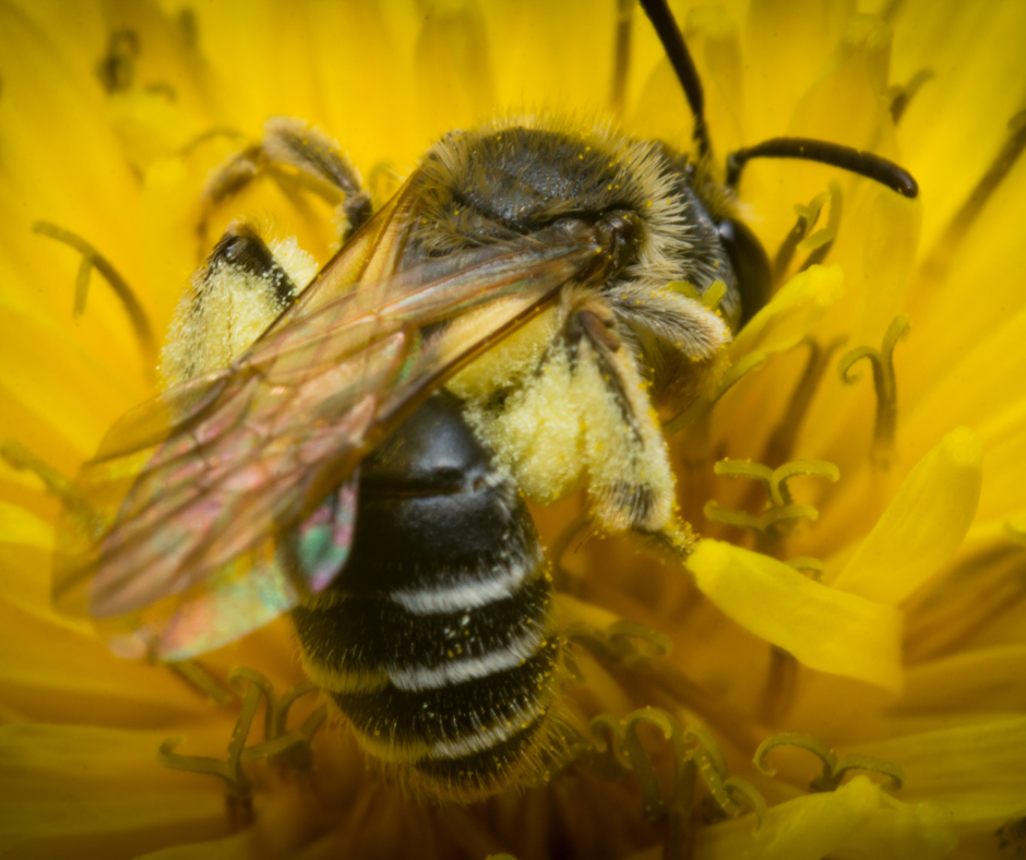 A close up of a bee on a yellow flower.