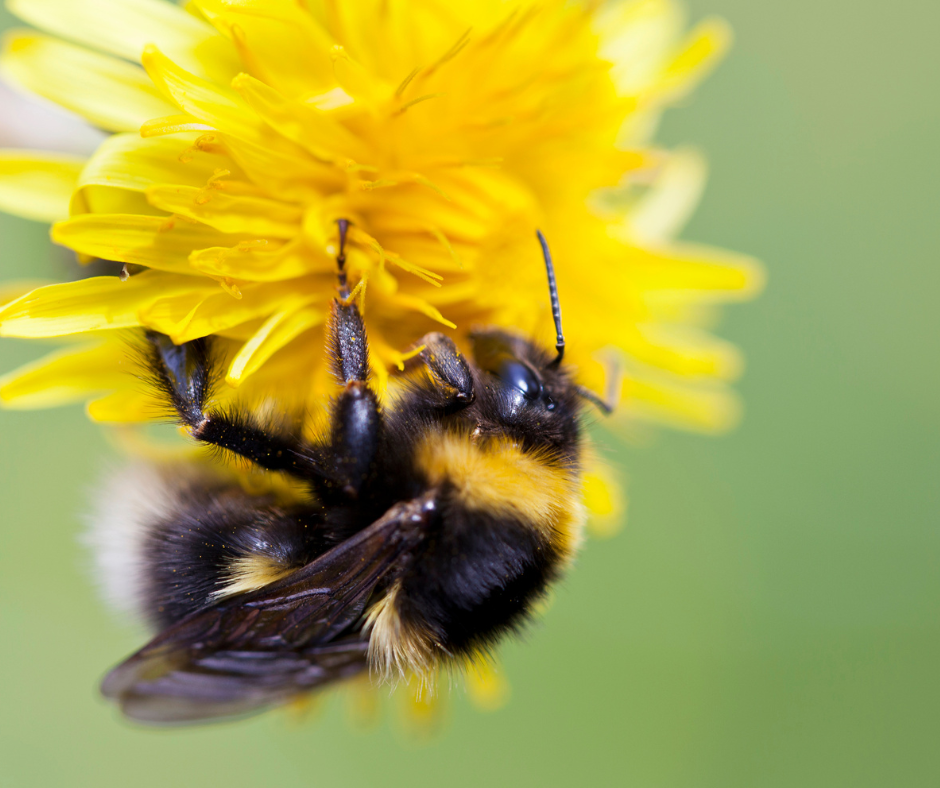 A close up of a bee on a yellow flower