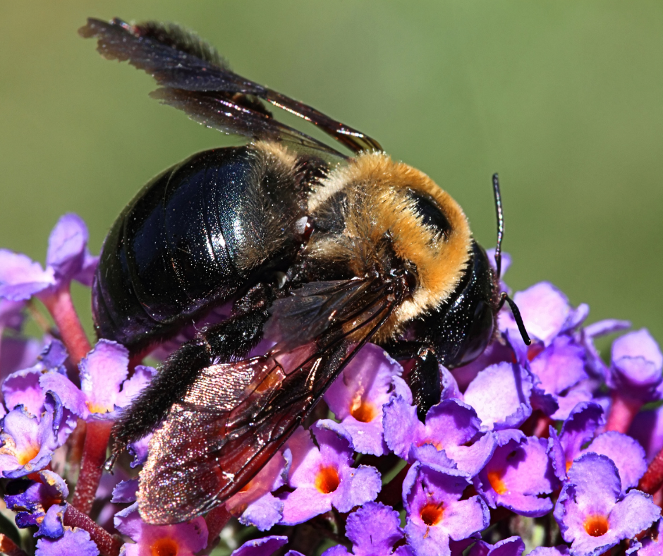 A close up of a bee on a purple flower