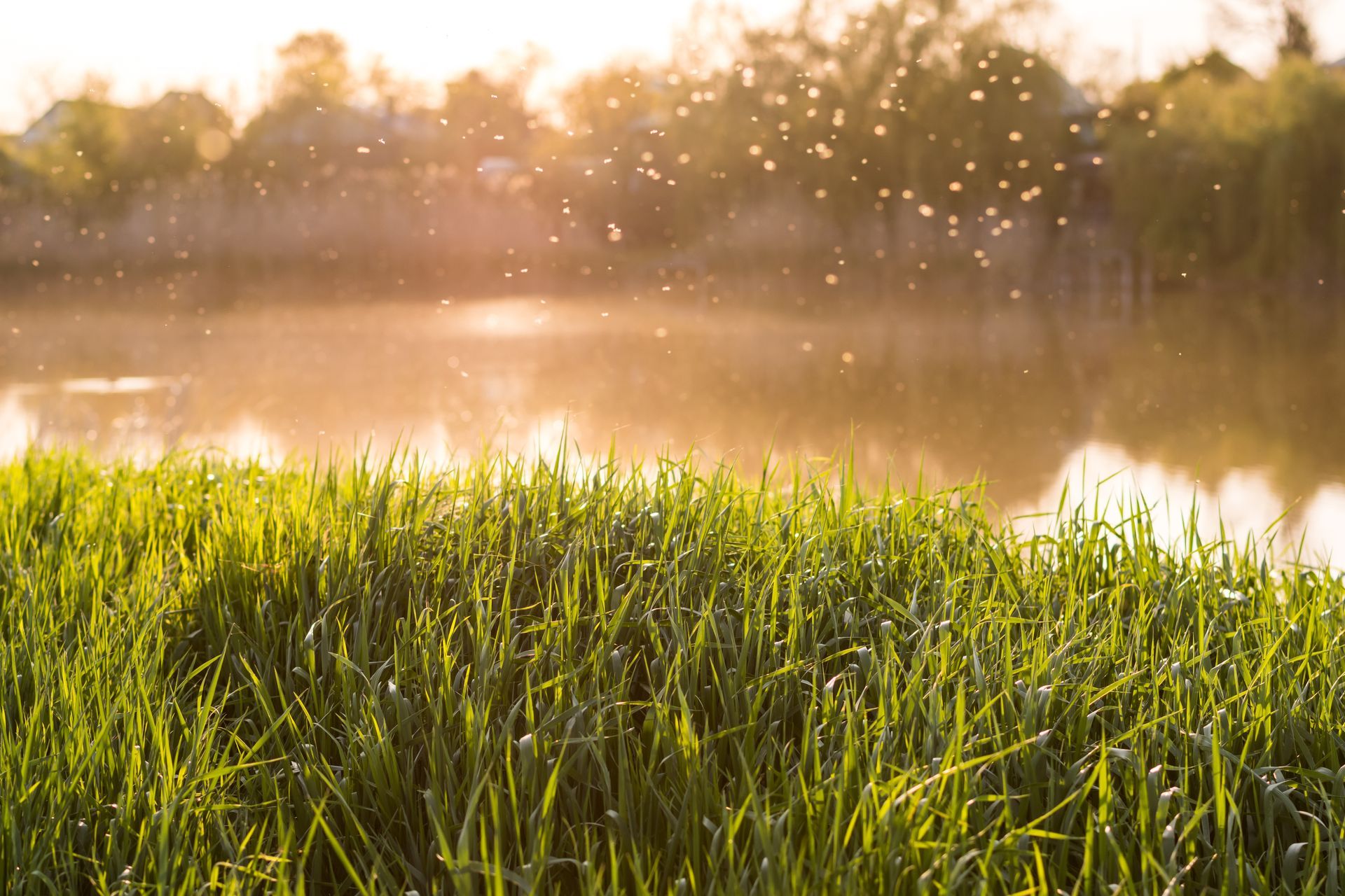 midges flying over a grassy field near a pool of water.