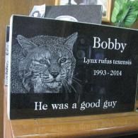 Memorial plaque with lynx portrait labeled “Bobby, Lynx rufus texensis, 1993–2014” and “He was a good guy”