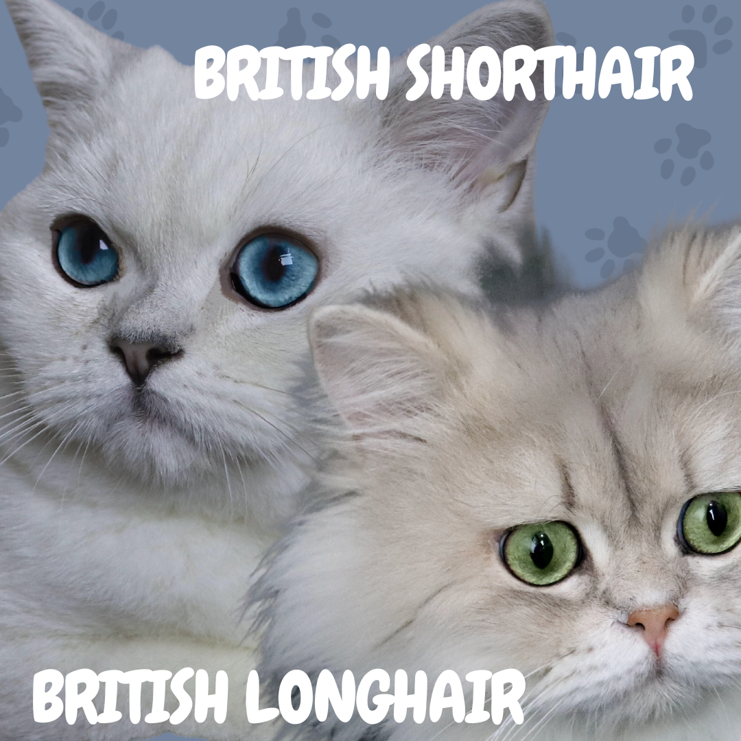 gato british shorthair longhair gatil spiritland