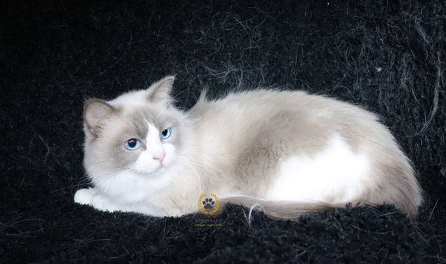 Gatinhos Ragdoll Brancos Ragdoll Cats: The Color Transformation