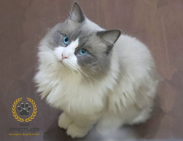 Diferentes Tipos De Gatos Ragdoll