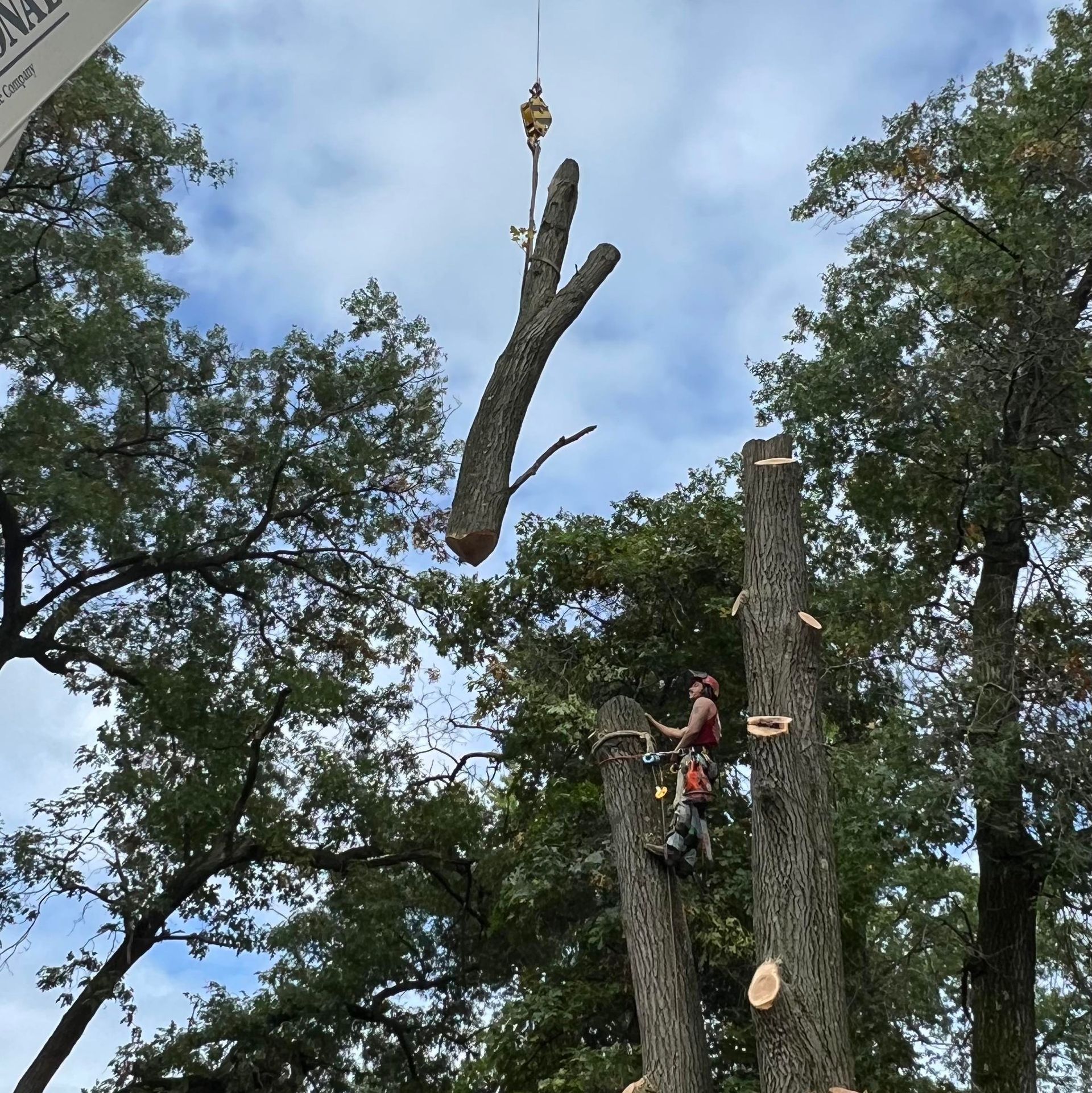 A tree stump is being removed from a tree by a crane