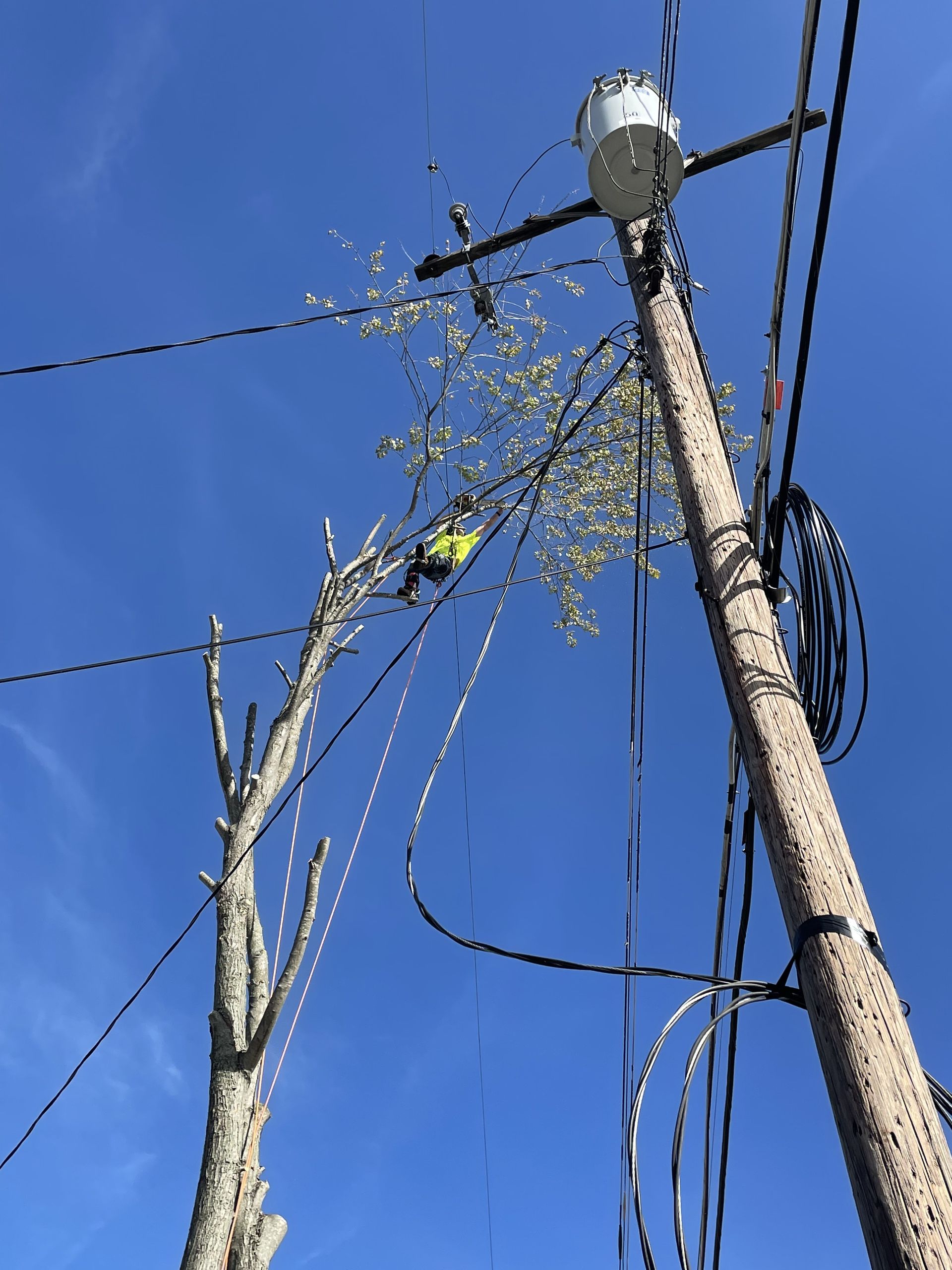 A man is climbing a tree next to a power pole.