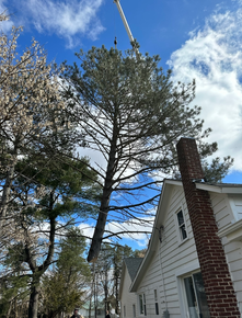 A tree is being removed from a house by a crane.