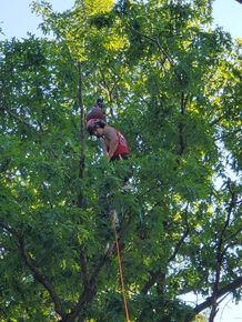 A man is climbing up a tree with a rope.
